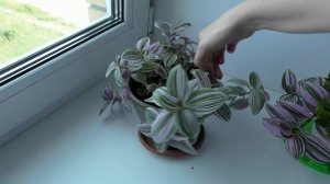 Комнатные растения Жертвы жары ?ТРАДЕСКАНЦИЯ БЕЛОЦВЕТКОВАЯ?
