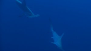 Встреча с акулами на рифе Дедалус