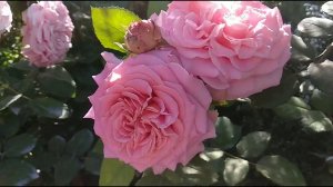 Розы. Второе цветение роз Эшли, Мария Антуанетта, Космос.