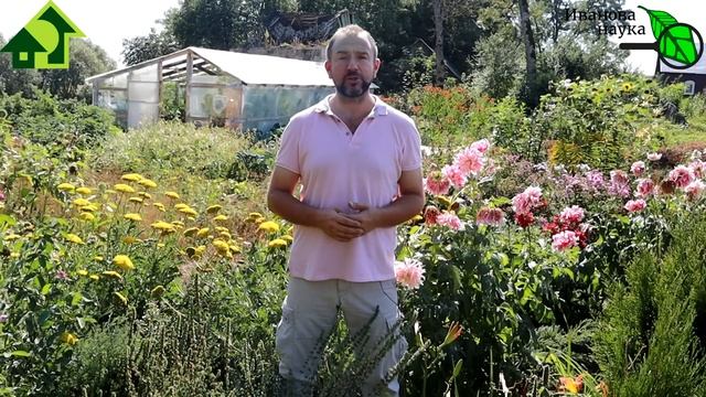 Азбука сидератов. Ч.4. Овёс - один из лучших. В 100 раз больше пользы, если посеете ОВЕС правильно!