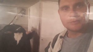 Выгодно ли, держать быков? Договорились о продаже двух годовалого быка и коровы.