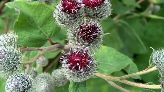 КИСТА ВА МИОМА КАСАЛЛИГИНИНГ ТАБИИЙ ВА СИНАЛГАН ДАВО УСУЛИ ТОПИЛДИ смотреть онлайн