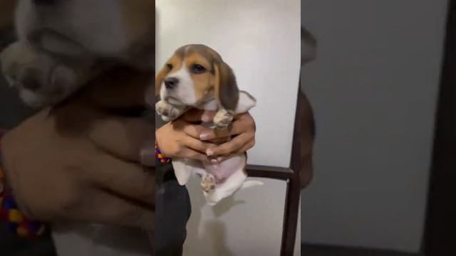 Beagle Puppy with Vaccination card @ Faridabad 📞95407 92727