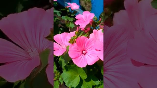 Лаватера - скромный и красивый цветок! смотреть онлайн