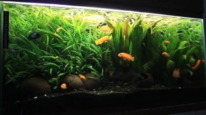 Жизнь в аквариуме. Атака цихлид на растения, перекос баланса, видео перед стрижкой зеленых садов