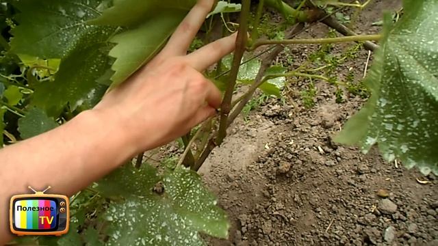 ПАСЫНКОВАНИЕ ВИНОГРАДА КАК ПРАВИЛЬНО И ДЛЯ ЧЕГО
