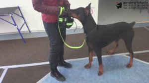 Команда Дог-центра Тольятти. Тренировка. Тольятти, 7 марта 2021.