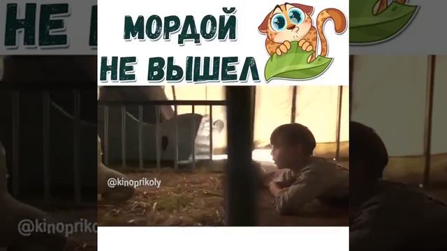 Фильм из инстаграма ( Мордой не вышел ) смотреть онлайн