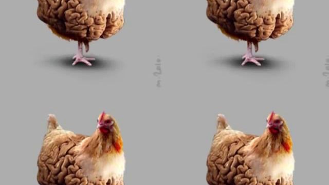 Самая умная в мире курица