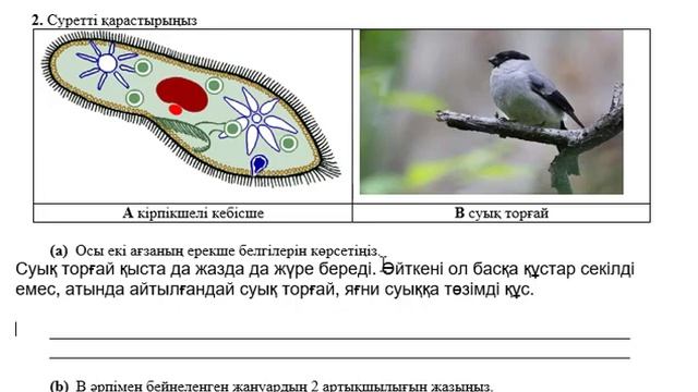7 сынып Биология БЖБ-2 Тірі ағзаларды жүйелеу