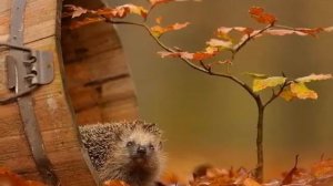 Осень она не спросит.)