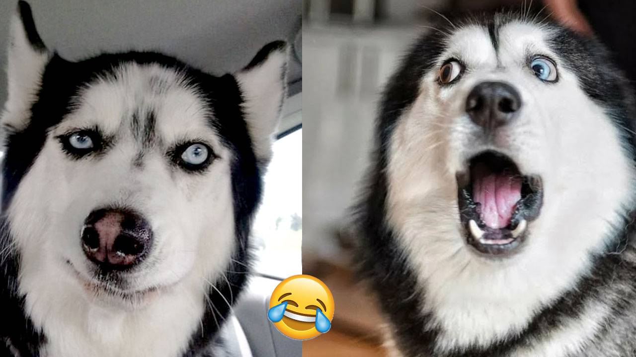 Смешная РЕАКЦИЯ СОБАК 😂🐕 СМЕШНЫЕ СОБАКИ И КОТЫ 😊ОЧЕНЬ СМЕШНЫЕ ЖИВОТНЫЕ) 😂  РЕАКЦИЯ НА ХОЗЯИНА