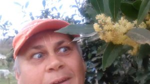 "липовая"  липа