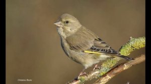 Голоса птиц. Зеленушка обыкновенная (Chloris chloris)