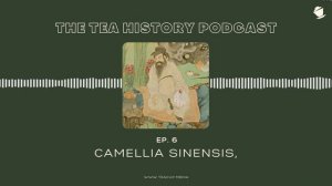 Camelia Sinensis, Superstar | The Tea History Podcast | Ep. 6