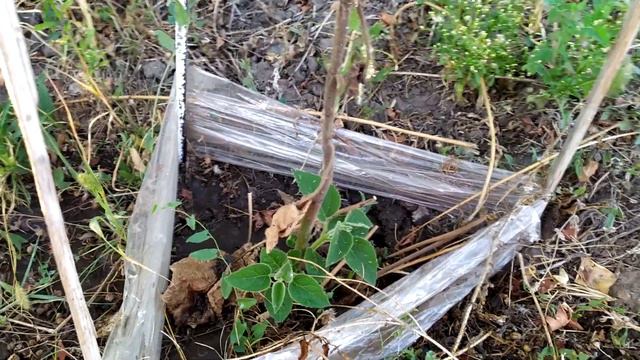 Павловния. Сила роста. смотреть онлайн