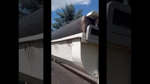 Лошади школа олимпийского  резерва?