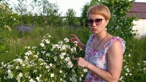 Чубушник- жасмин садовый. Ароматный обильноцветущий кустарник.