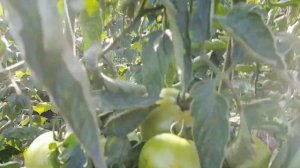 ??ТОМАТ ЯБЛОЧНЫЙ. ОБЗОР СОРТА