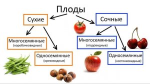 8. Семя и плод (6 класс) - биология, подготовка к ЕГЭ и ОГЭ 2018