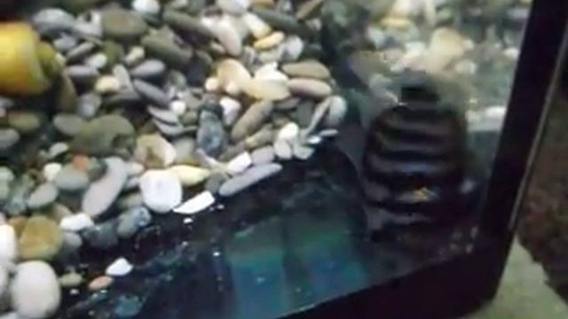 цихлазома чернополосая первый нерест. смотреть онлайн