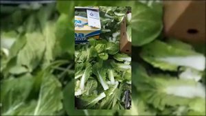 ЛУЧШИЕ ГИБРИДЫ ПЕКИНСКОЙ КАПУСТЫ. САМЫЙ УРОЖАЙНЫЙ ПЕКИНСКИЙ ЭКСПРЕСС F1