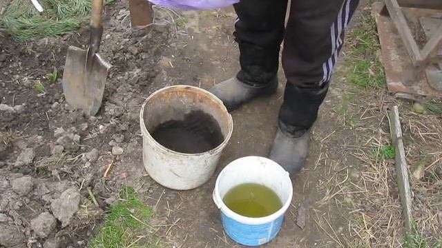Как сохранить саженец до посадки...