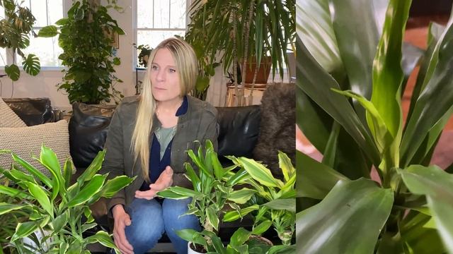 Dracaena Plant Care 101 | Dragon Tree and Corn Plant смотреть онлайн