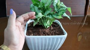 Mini Syngonium | syngonium mini | mini Pixie plant | arrowhead syngonium plant | dwarf plant