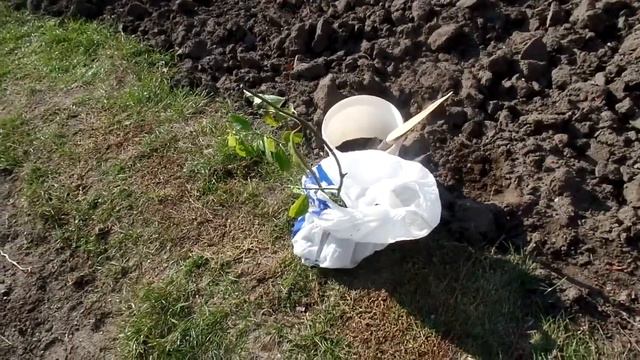 VLOG:Погода порадовала классным днём. Решила забрать домой из погреба пассифлору.Пересадили виногра смотреть онлайн