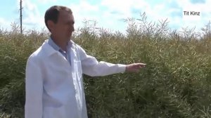 Переработка куриного помета в биокомпост. Внесение органики.