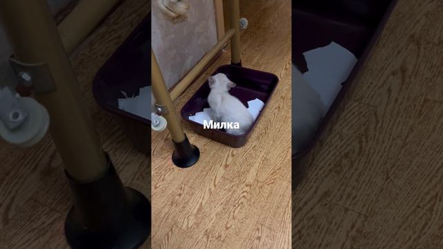 Как приучить котёнка к лотку#котенок#лоток