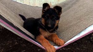Супер яркий щенок немецкой овчарки/щенок немецкой овчарки 2,5 месяцев
