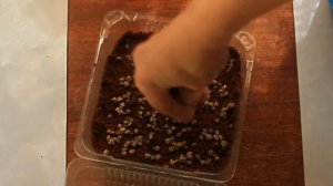 ❤?Как вырастить Микрозелень в кокосовом субстрате на подоконнике? ЗДОРОВЫЙ ОБРАЗ ЖИЗНИ