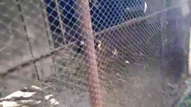 Зоопарк Старобешево. ДНР зоопарк