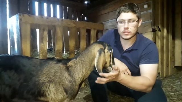 НУБИЙСКИЕ. АНГЛО-НУБИЙСКИЕ КОЗЫ В ХОЗЯЙСТВЕ