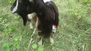 Как мы продавали козу.