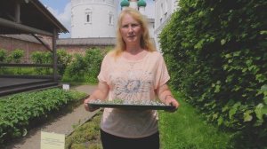 Тимьян ползучий