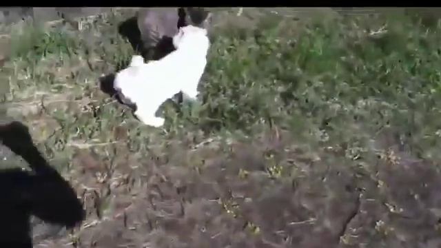 Милая разборка семейства кошачих (котики милые кошечки) смотреть онлайн