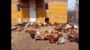 Цветной бройлер. Продажа.