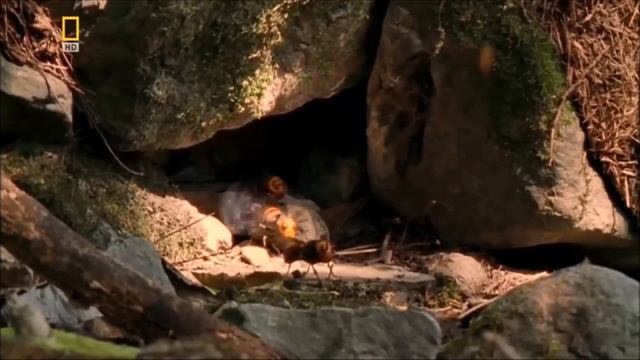 Шершни против пчел!ТВ передача про пчеловодство. Шершень атакует пчелиный улей. Враг пчел смотреть онлайн