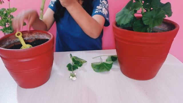 GERANIOS|propagación por esquejes, facil, práctico y 100% efectivo (mi primer video) смотреть онлайн