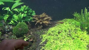 Наш способ как ускорить разращивание Эхинодорусов, Эриокаулонов и Криптокарин