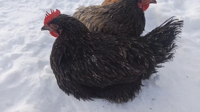 Маран vs Нидерейнер vs ЧЕШСКИЙ ДОМИНАНТ смотреть онлайн