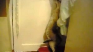 Пьяный кот  Приколы