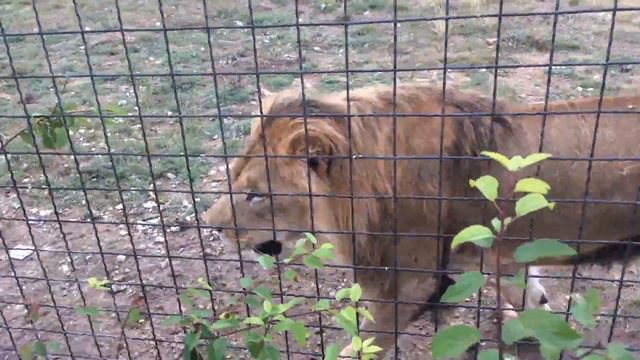 Лев Олежка здоровается с посетителями! Тайган смотреть онлайн