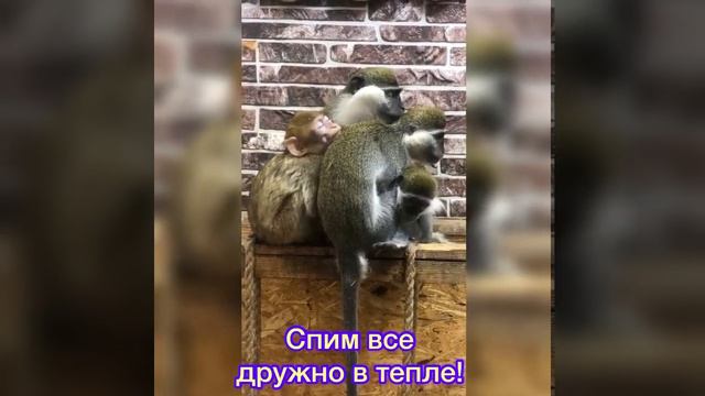Дружба Животных в Контактном зоопарке!!! смотреть онлайн