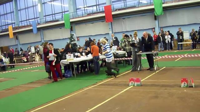 MW Ruffwyrs Teddy Bear (import from USA) смотреть онлайн