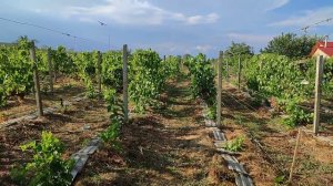 Мульчирование винограда,плюсы и минусы.