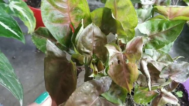 All About Syngonium
